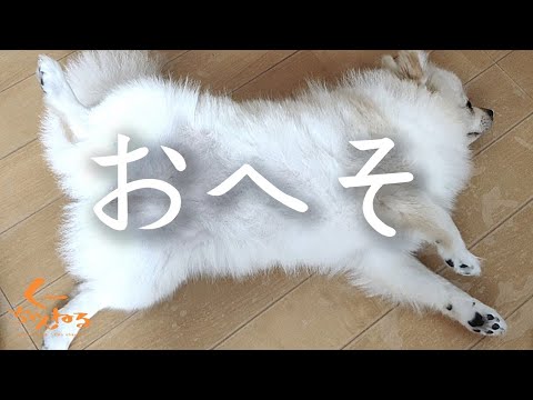 犬におへそはありますか?