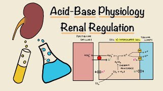 Acid Base Balance: Renal Regulation
