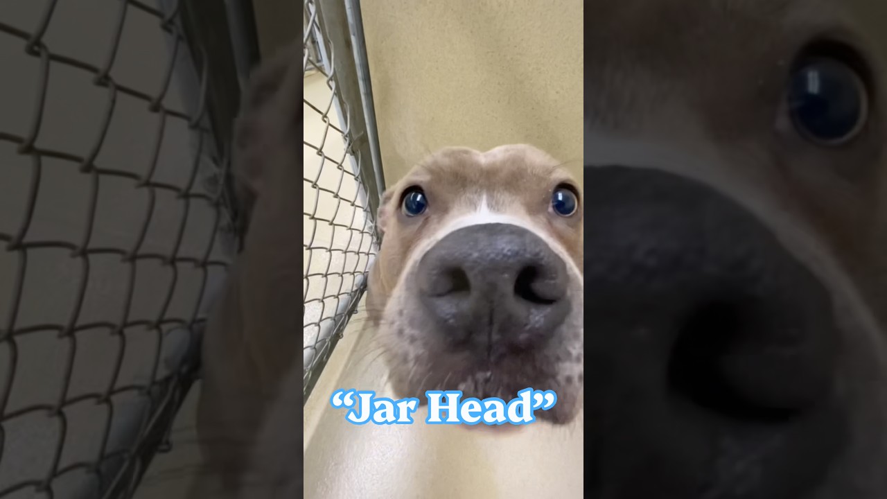 Enlarge Jar Head, a ADOPTABLE Pit Bull Terrier in Monroe, GA video 2/2