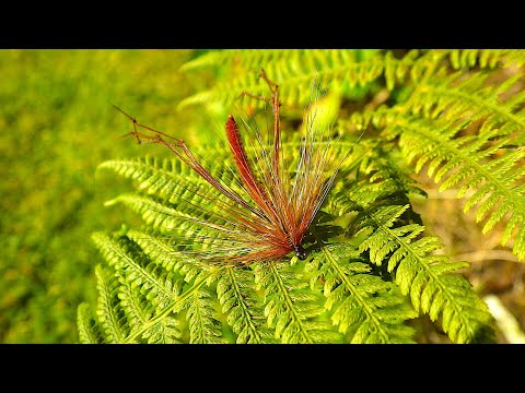 Tying a Simple Daddy Long Legs by Davie McPhail