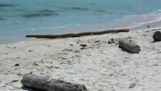 preview picture of video 'Birds running on Duncans Bay fishing beach'