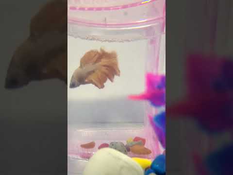 Battle between betta fish # #music #remix #beats #bass #bassboosted #fish #youtubeshorts #trending