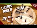 The Black Garden Ants Lasius Niger After 3 Years