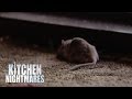 Gordon Accused Of Planting Dead Mouse at ...
