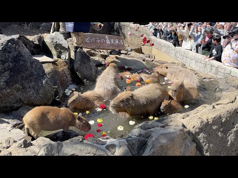 Japan’s Adorable Capybara Hot Spring Zoo & Magical Tokyo Christmas Lights🎄