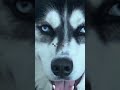 Best Siberian Laika Amazing Beautiful Dog Shorts