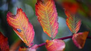 Celtic Woman- Over the Rainbow