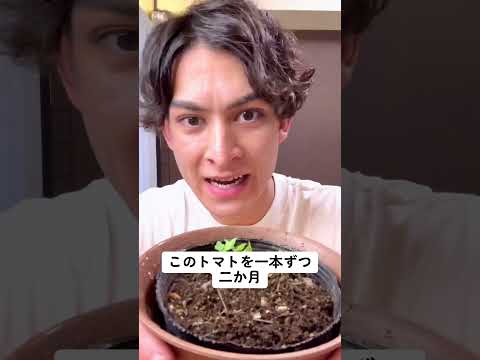 トマトを熟成させる方法 通気性のある容器を置く