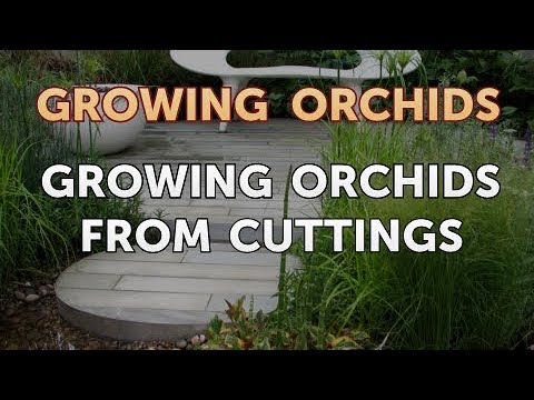 How to Make Your Own Agar for Orchids