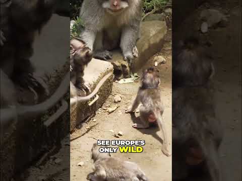 Thumbnail for Why Cruise Travelers Love Gibraltar!