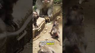 Why Cruise Travelers Love Gibraltar!