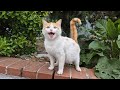 Poor Orange Cat Is So Hungry That She Is Meowing Loudly