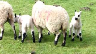 Spring Lambs in Northamptonshire England UK