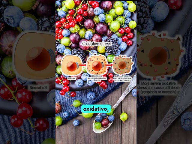 Vídeo relacionado con Pack de 36 Bocadillos de Guayaba - 950 g - Sabor Dulce - Alto Contenido en Vitamina C - Aporta una Dosis Extra de Energía - Propiedades Digestivas - Ideal para Deportistas - Gourmet Latino