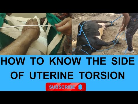 How Vet Diagnoses the side of uterine torsion  by palpation