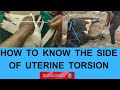 How Vet Diagnoses The Side Of Uterine Torsion By Palpation