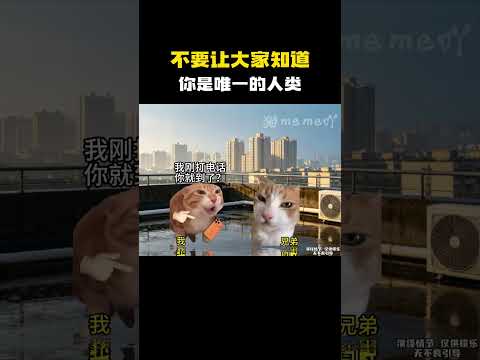 不要让大家知道，你是唯一的人类！#猫meme #内容过于真实 #funny
