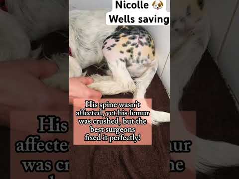 For any help consider donating link in bio to save a stray life in Los Angeles #rescuelife