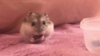 ハムスターのおやつタイム(名前決め)
