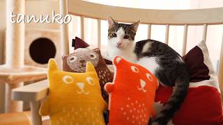 3匹の猫たちと迎える北欧の夏🌻 スウェーデンの家庭料理とルバーブのお菓子