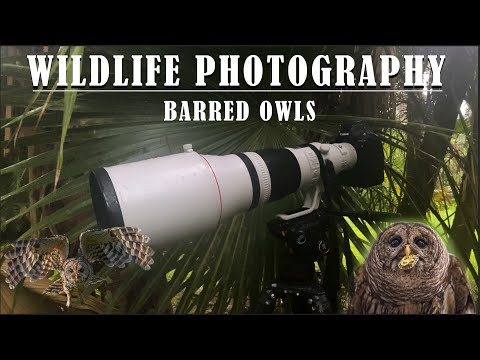 Wildlife Photography - Barred Owls in Florida - Videos, Photos and Behind the Scenes