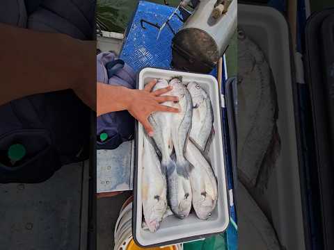 Corvinao em Borborema-SP, 12-07-25 guia de pesca Jhonatan de Francisco #pescaria #corvinas