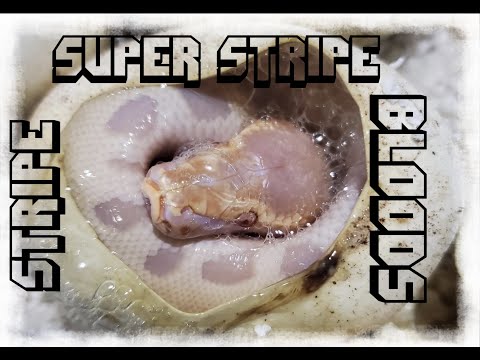 Cutting a Super Stripe Blood Python Clutch!