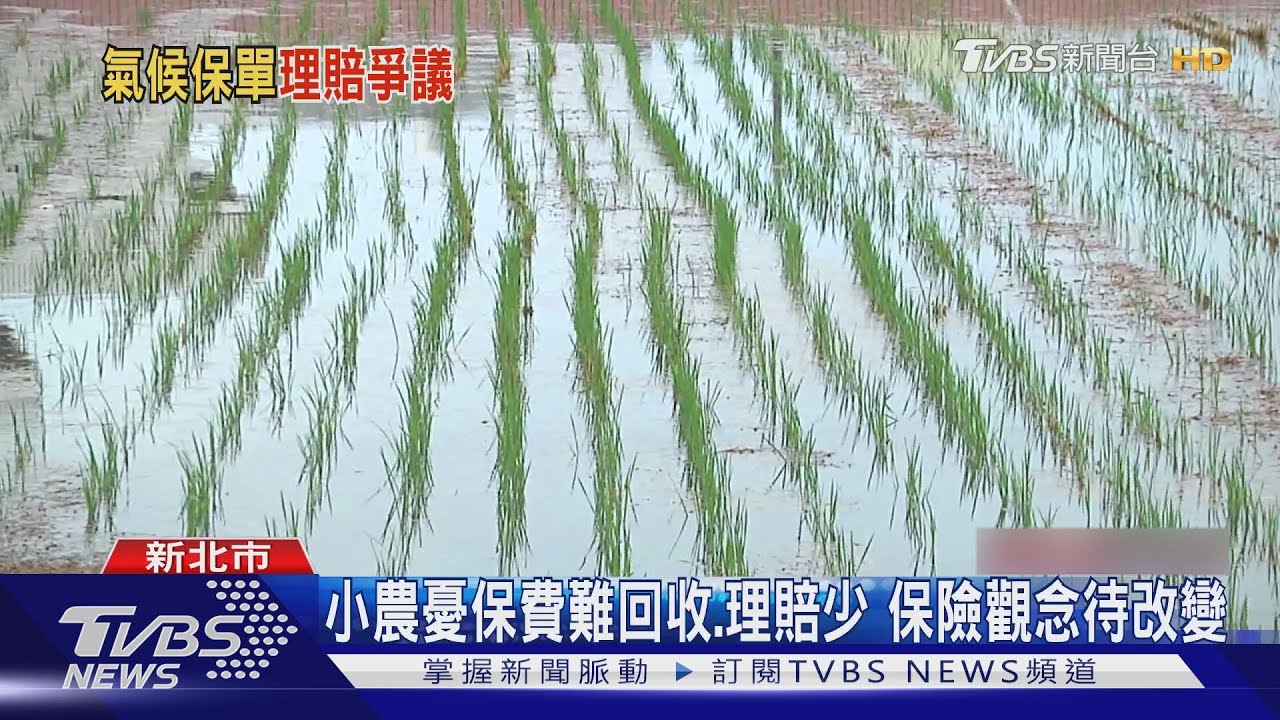 極端氣候毀農作!風速、雨量達標才理賠 氣候保單災損認定爭議多