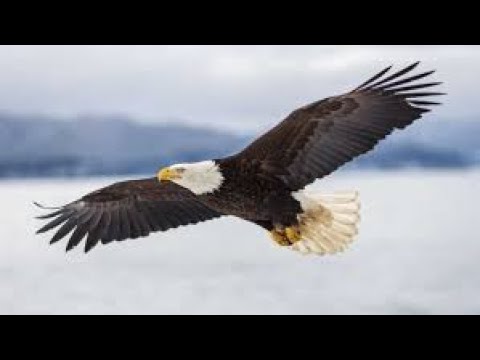 Obeying The Voice of The Son of Man (B) - Bro. Andrew Glover