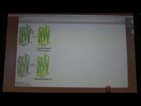 52.  Kevin Ahern's Biochemistry - Sensory Systems II