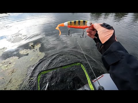 Река Цна. Джеркбейты.