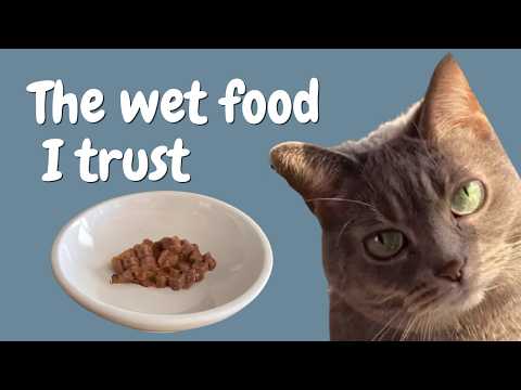 What Wet Food to Feed a Senior Cat (What I Feed Mine)