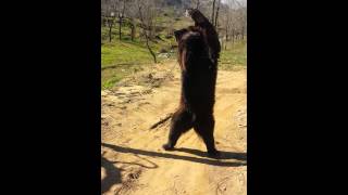 Trained wild brown bear dancing and acting khuiratta azad kashmir pakistan