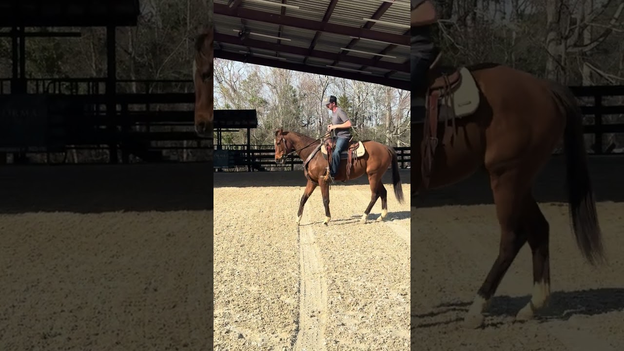 Enlarge Proud Mule, a Adoptable Thoroughbred in Aiken, SC video 5/6