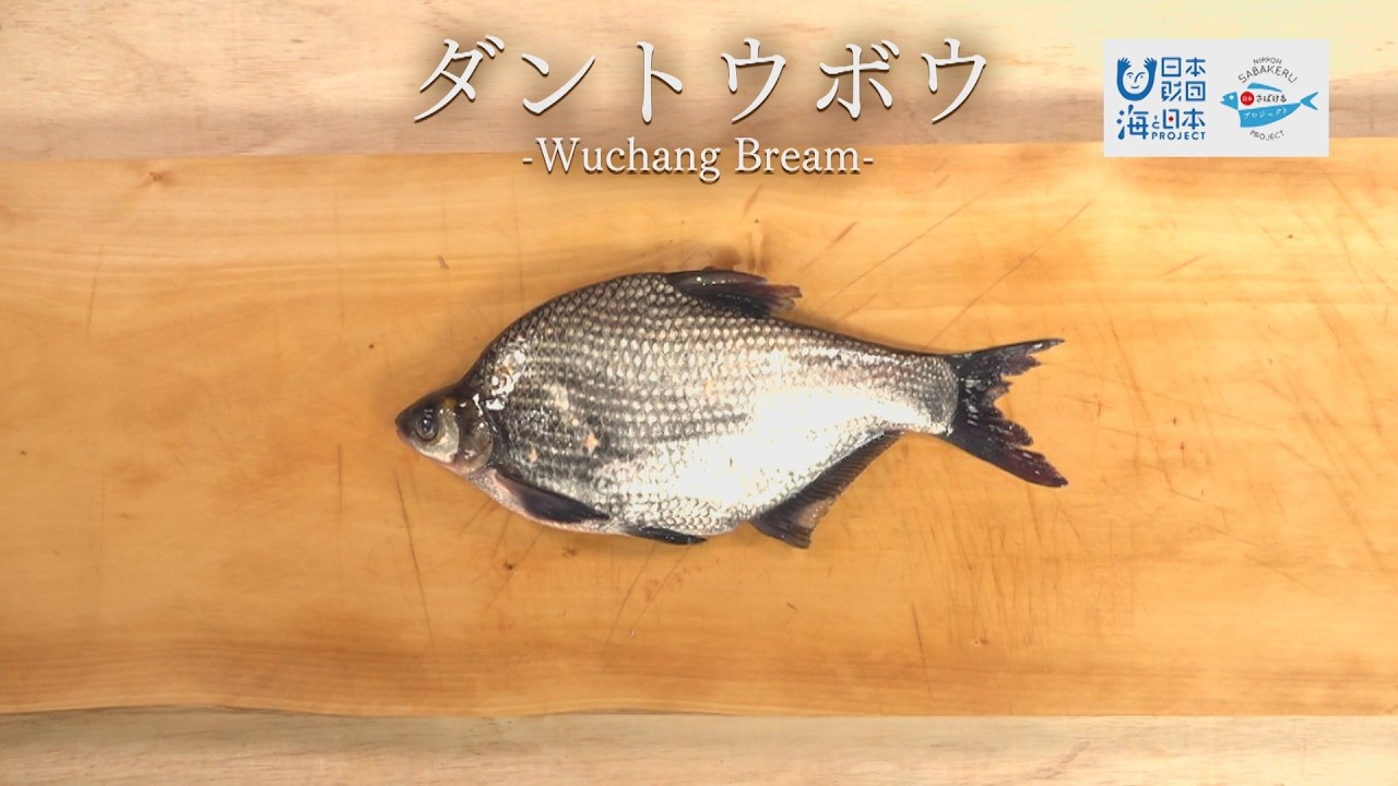ダントウボウのさばき方 - How to filet Wuchang bream -｜日本さばけるプロジェクト