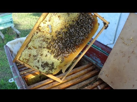 Сборка + кормление пчелы в зиму, пасека