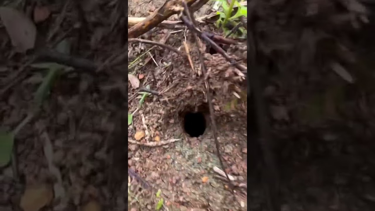 Watch Now Veneno para matar formigas, o mais eficiente que já vi. Veneno para matar formigas, o mais eficiente que já vi.