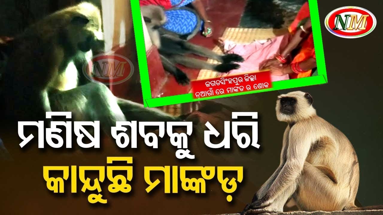 ଜଗତସିଂହପୁର ଜିଲ୍ଲା ନୂଆଗାଁ ରେ ମାଙ୍କଡ ର ଶୋକ , ମୃତ ମହିଳା ଙ୍କ ଶବ ପାଖରେ ଆତ୍ମୀୟତା ର ପରିଚୟ ଦେଲା ମାଙ୍କଡ