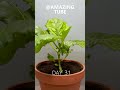 Growing Eggplant Timelapse Shorts Eggplant Timelapse