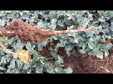 Pfahlwurzel nach Stoppelpflügen