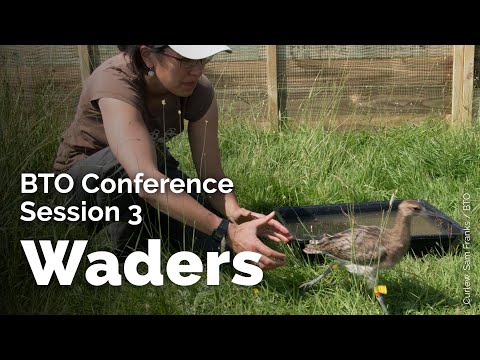 BTO Conference 2021: Session 3 - Wondrous Waders