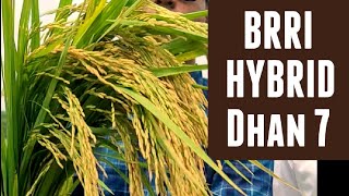 ব্রি হাইব্রিড ধান-৭ এর মাঠ পর্যালোচনা