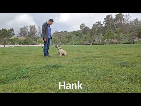 Happy-K9 video.