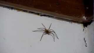 preview picture of video 'GIANT SPIDER in our hotel room in Pangandaran...'