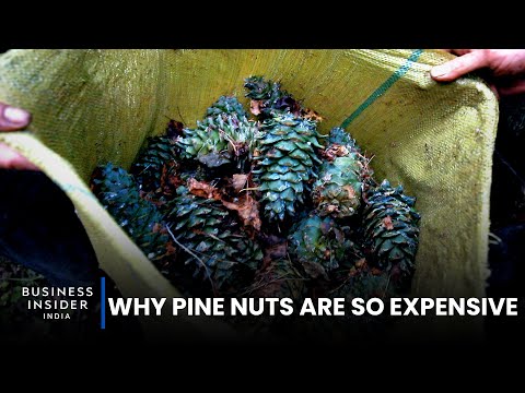 Why Pine Nuts Are So Expensive | So Expensive