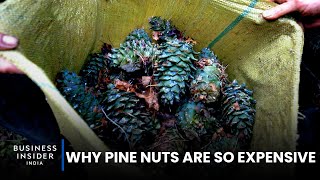 Why Pine Nuts Are So Expensive | So Expensive