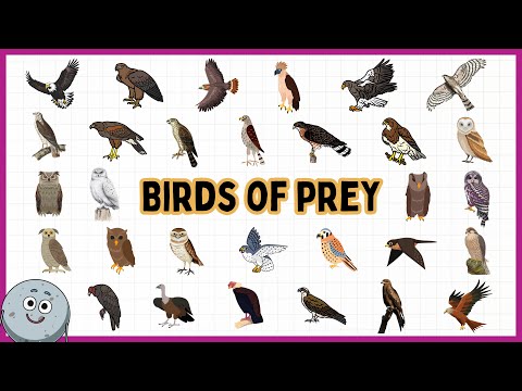 31 Birds of Prey Names for Kids - Learn About Eagles, Hawks, and Owls for Children