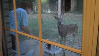 preview picture of video 'Bambi in our backyard!'