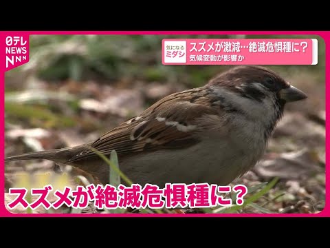 気候変動:シリア内戦への加担?