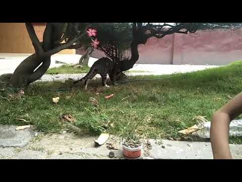 Si kucing manja muzha